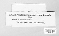 Cladosporium obtectum image